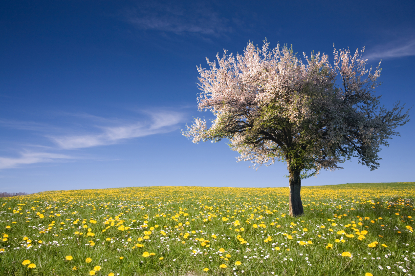 albero